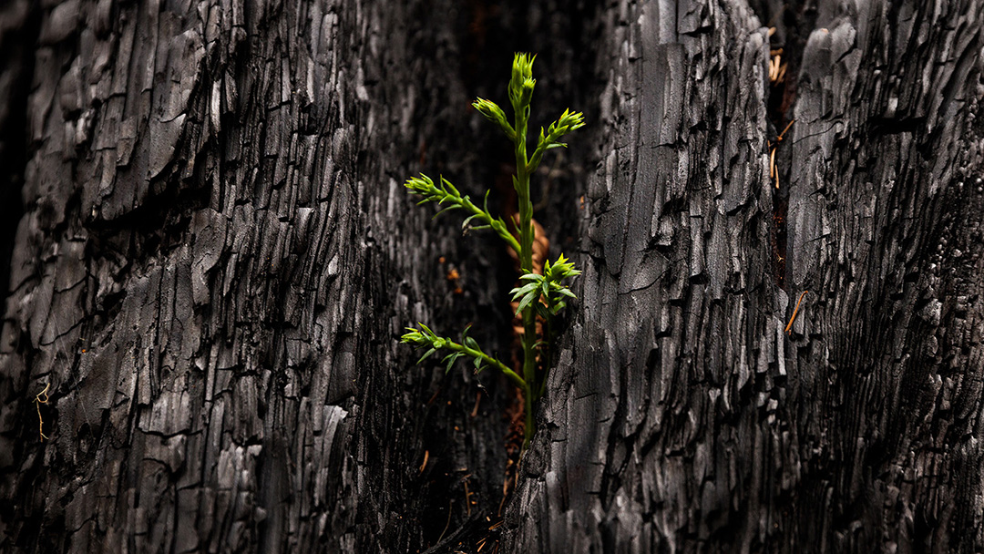 Planning for a Changing Landscape