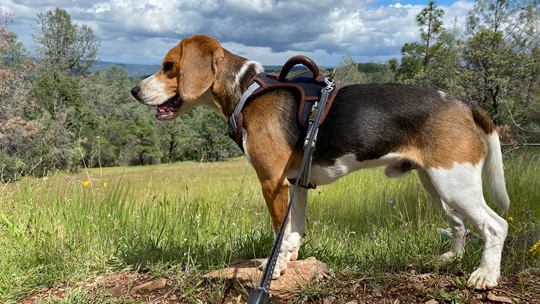 Dogs at Parks