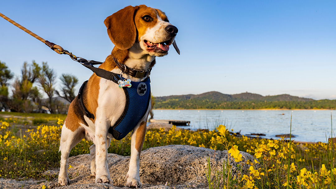 VISITING STATE PARKS WITH YOUR DOG