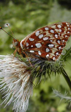 Butterfly on a plant