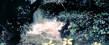Big Basin Redwoods State Park