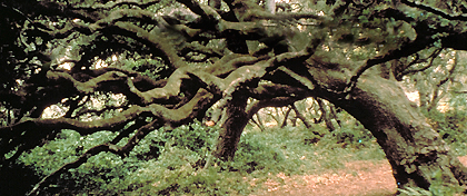 Los Osos Oaks SR