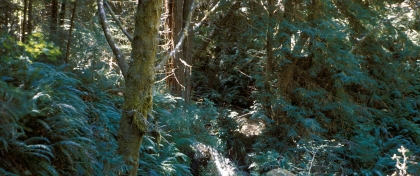 Redwoods