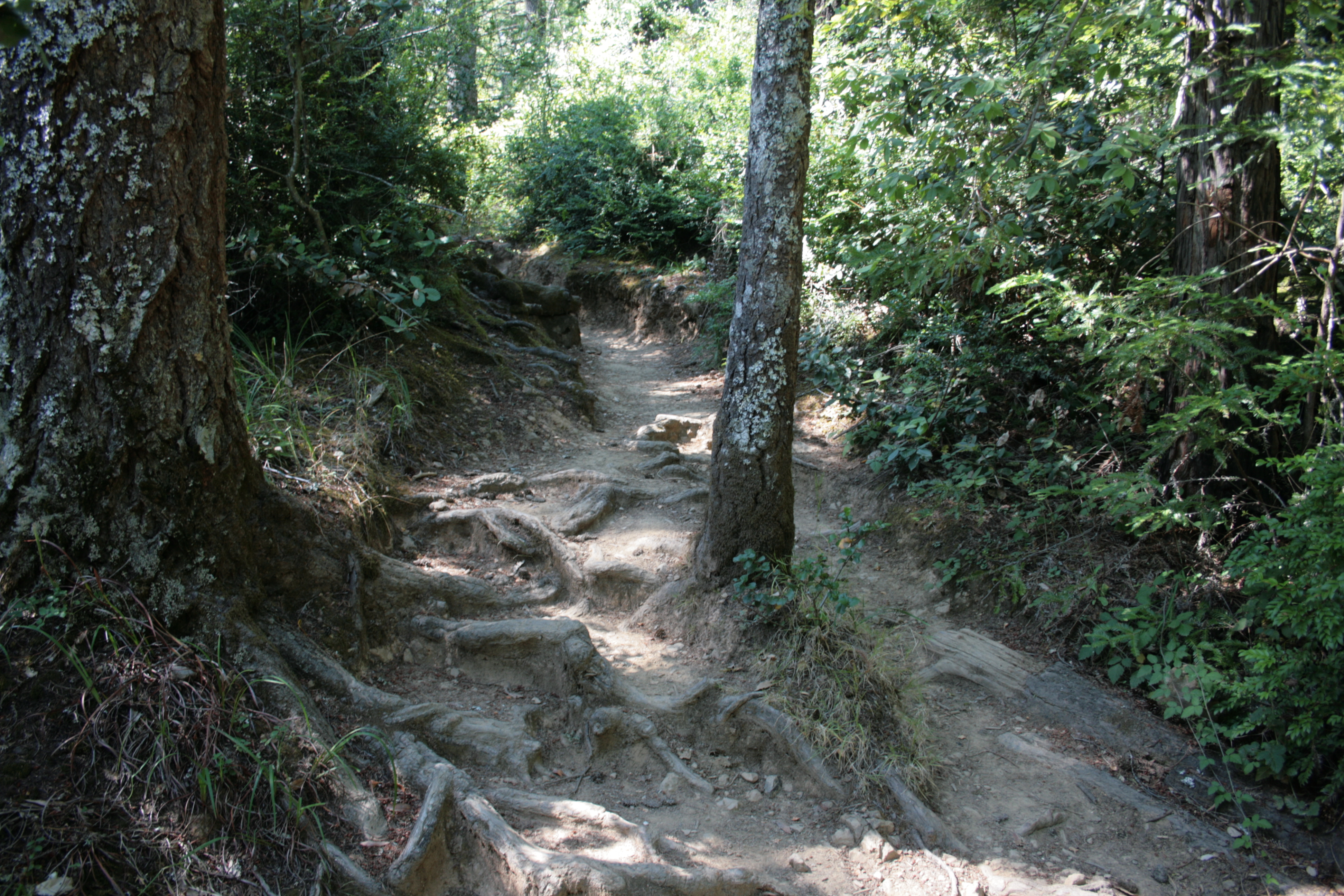 PHOTO: Dipsea Trail