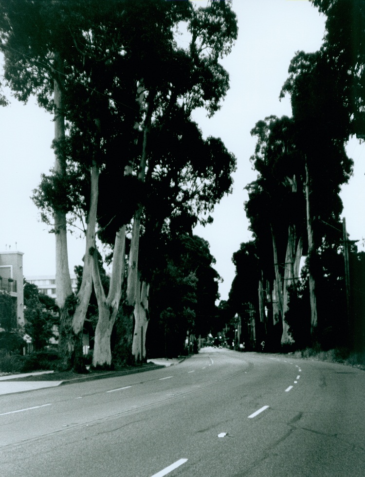 PHOTO: Howard Ralston Tree Rows