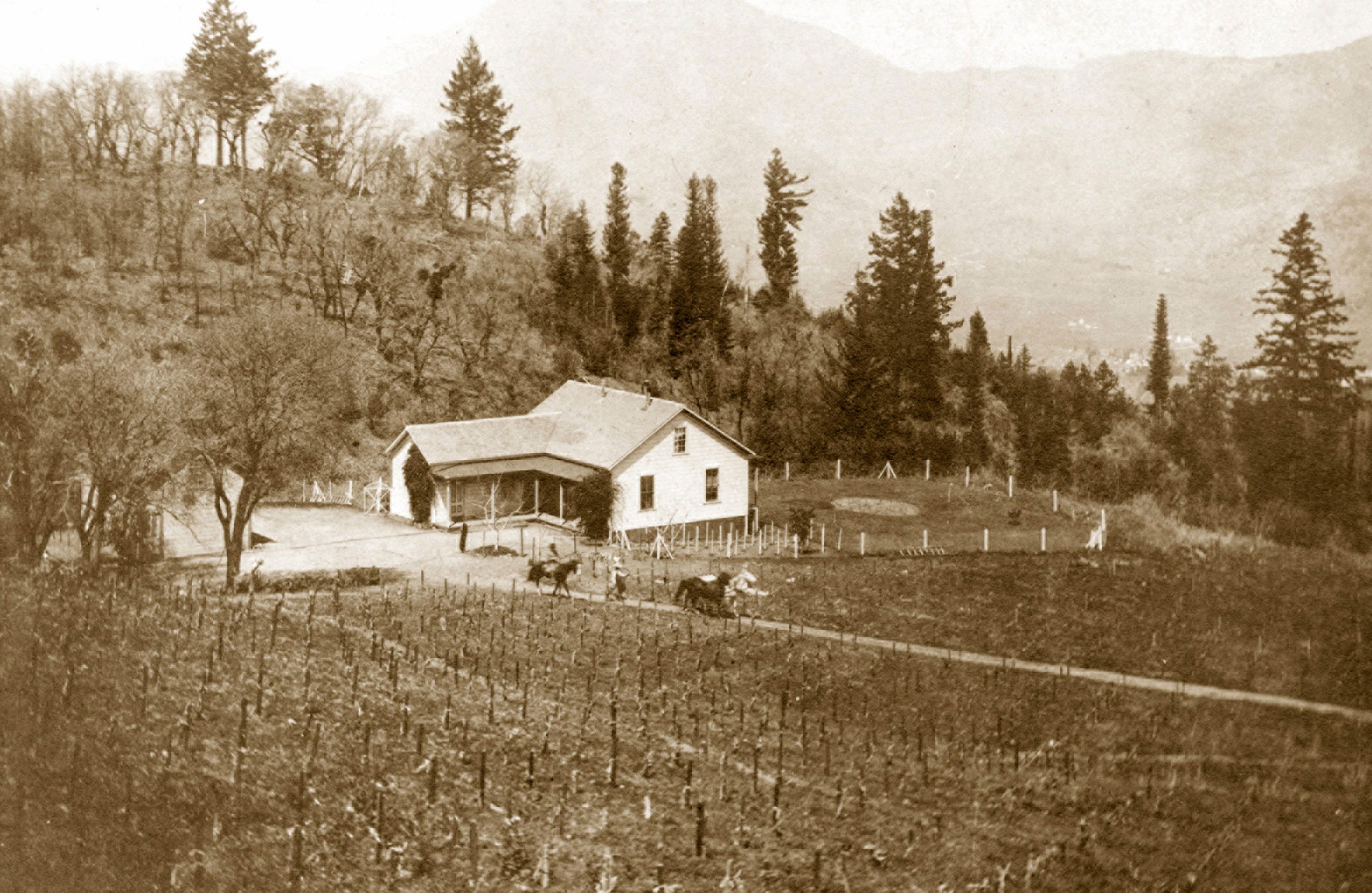 PHOTO: Monte Vista Vineyard