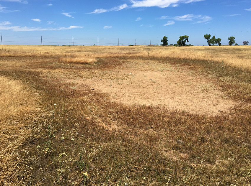 The vernal pool dry phase, Prairie City SVRA