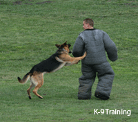 Photo of K-9 in Training