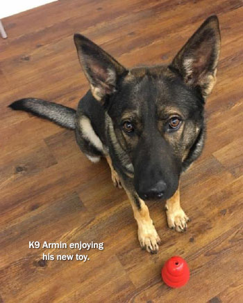 K9 Armin