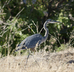 Blue Heron Photo