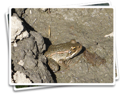 Photo of a frog