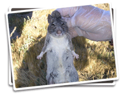Photo of a rodent at Carnegie SVRA