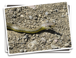Photo of a snake