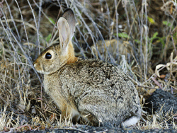 Cottontail Photo