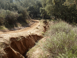 Coyote Trail Restoration Project Before Photo