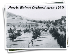 The Harris Walnut Orchard circa 1930 Photo