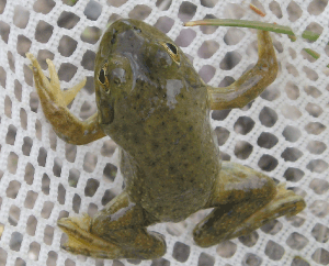 Frog Photo