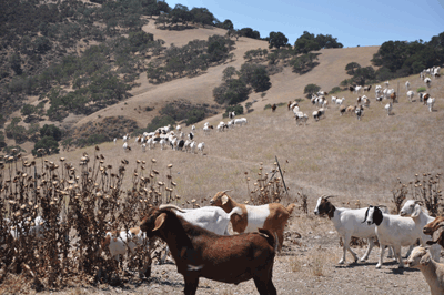 Goat Grazing Photo