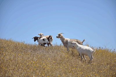 Goat Grazing Photo