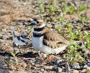Killdeer Photo