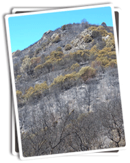 Mammoth Bar OHV Area Wildfire Photo
