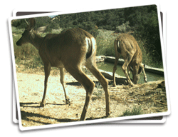 Deer Photo