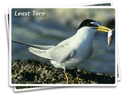 Photo of a California Least Tern