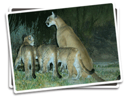 Wildlife Photo