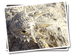Flat-Tailed Horned Lizard Photo