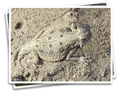 Flat-Tailed Horned Lizard photo
