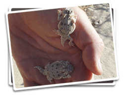 Baby flat-tailed horned lizards photo