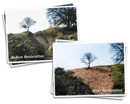Oak Tree Restoration Photos