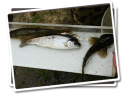 Photo of fish monitored during the survey