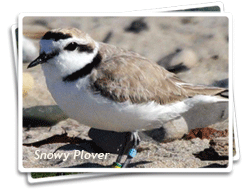 Photo of a Western Snowy Plover