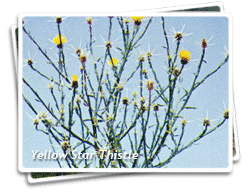 Yellow Star Thistle Photo