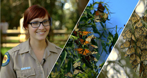 Butterfly Video Photo