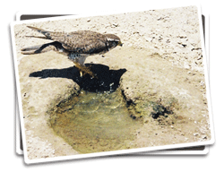Prairie Falcon Photo