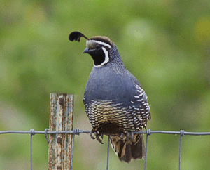 California Quail Photo