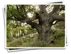 Oak Tree at Hungry Valley SVRA