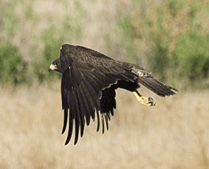 Swainson's Hawk Photo