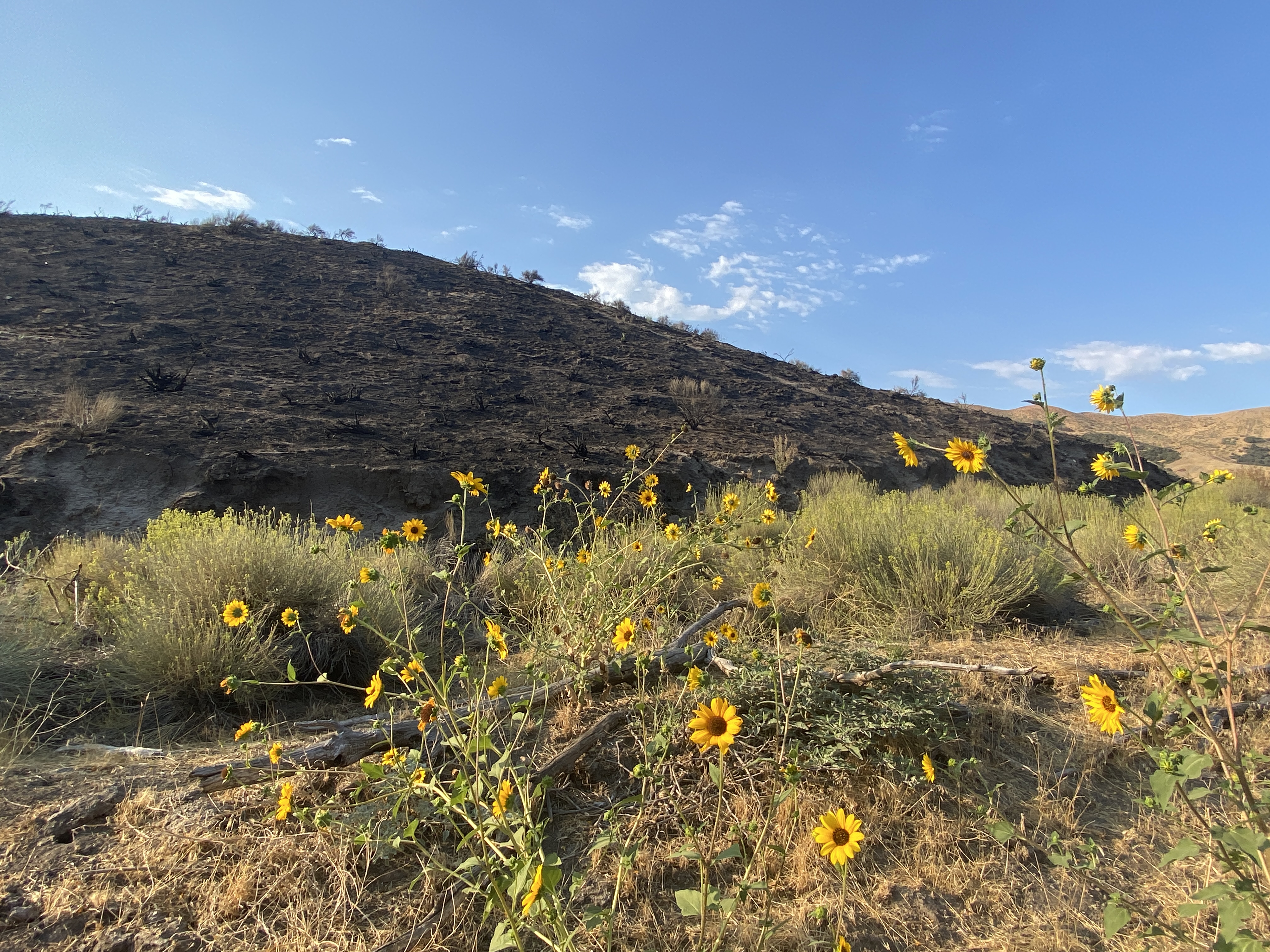 sunflowers in front of Post fire burn zone
