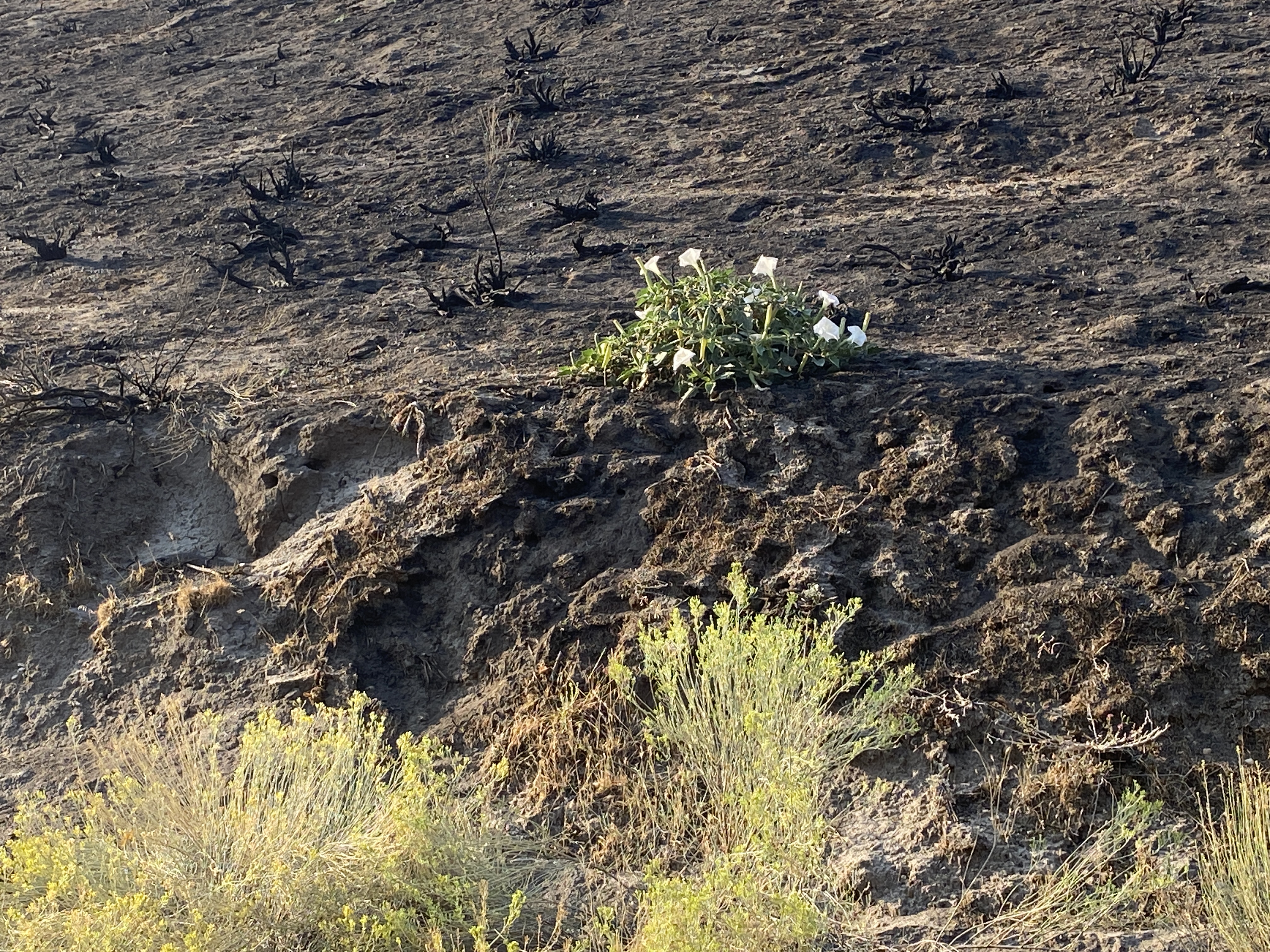 sacred datura in burn zone