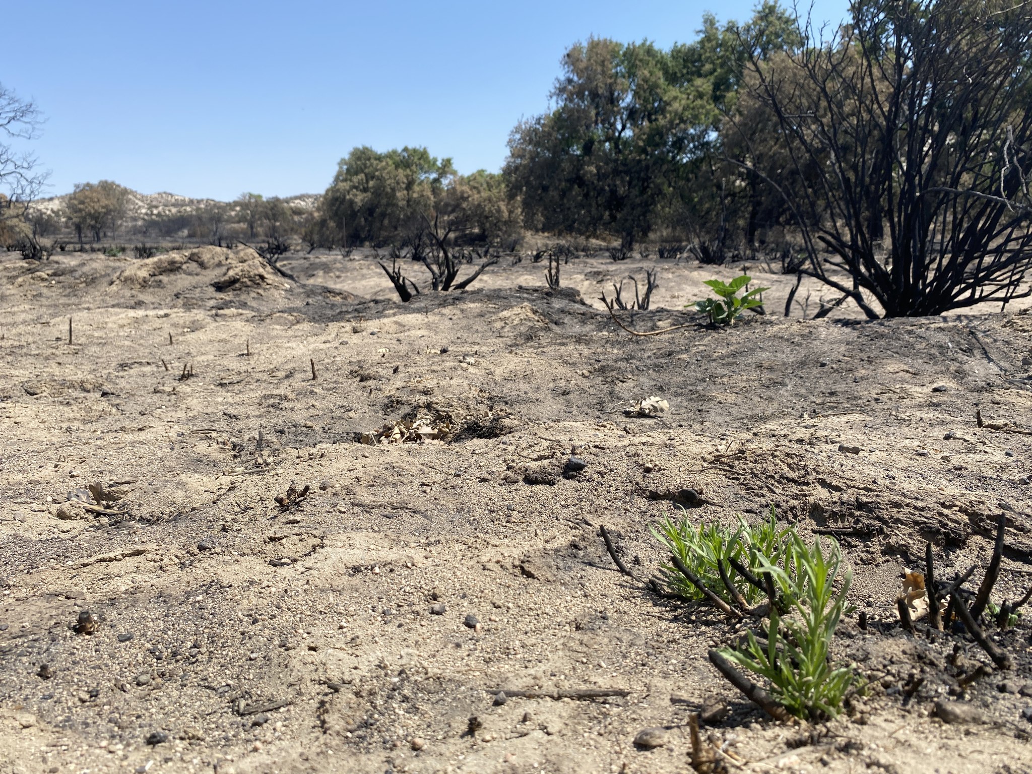 A Sacred Datura plant's green leaves sprout from the roots in an area burned by the Post Fire.
