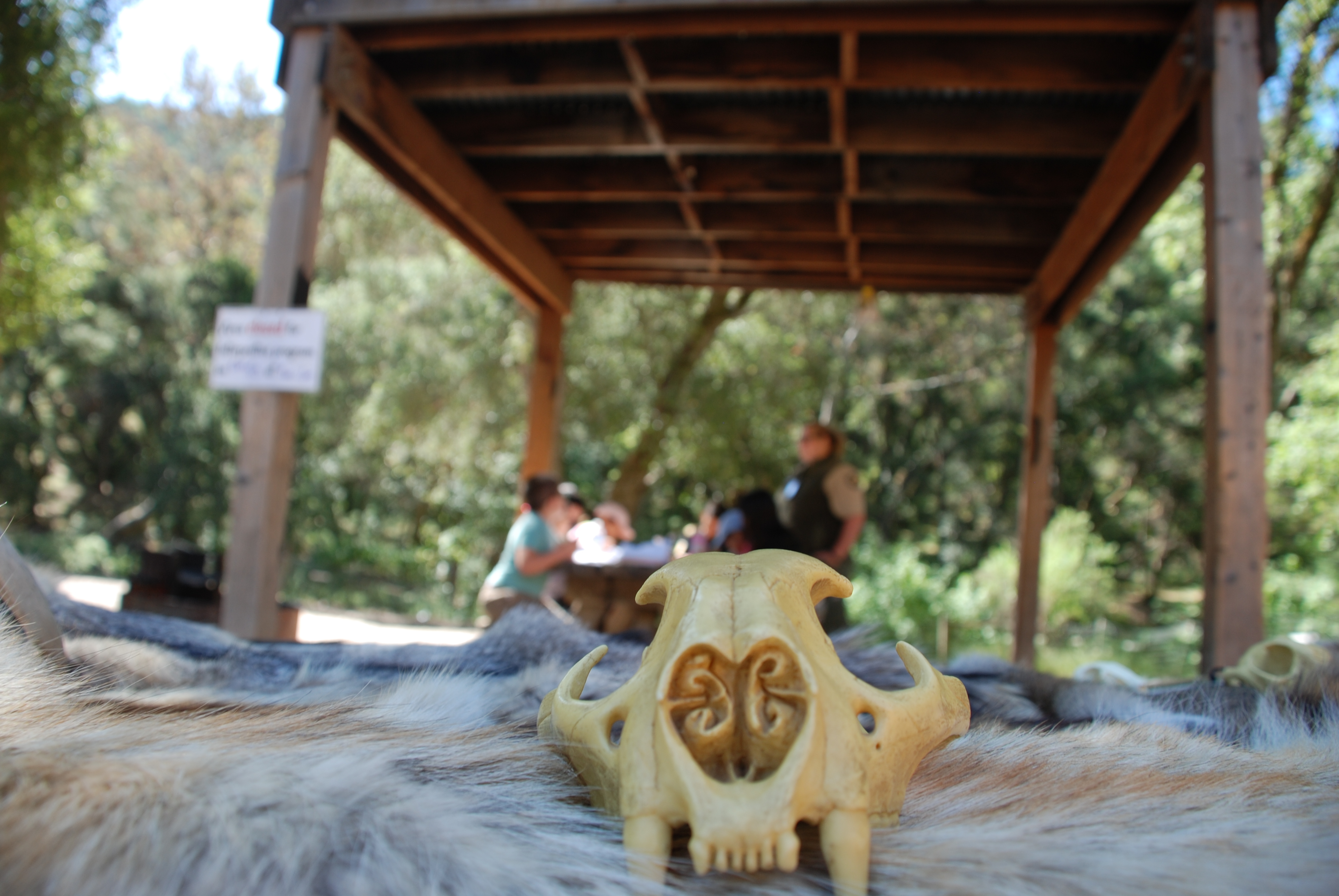 model skull at kids program