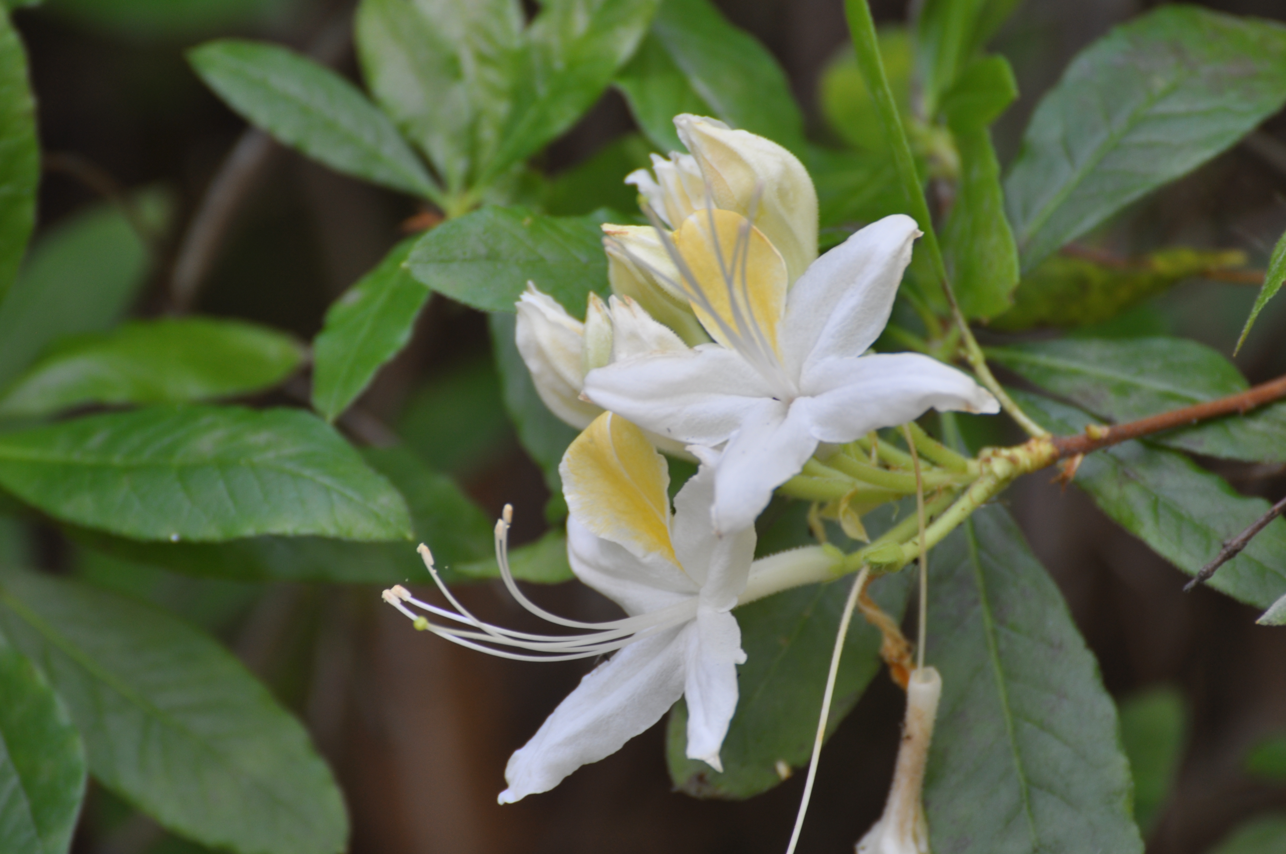 Western Azalea