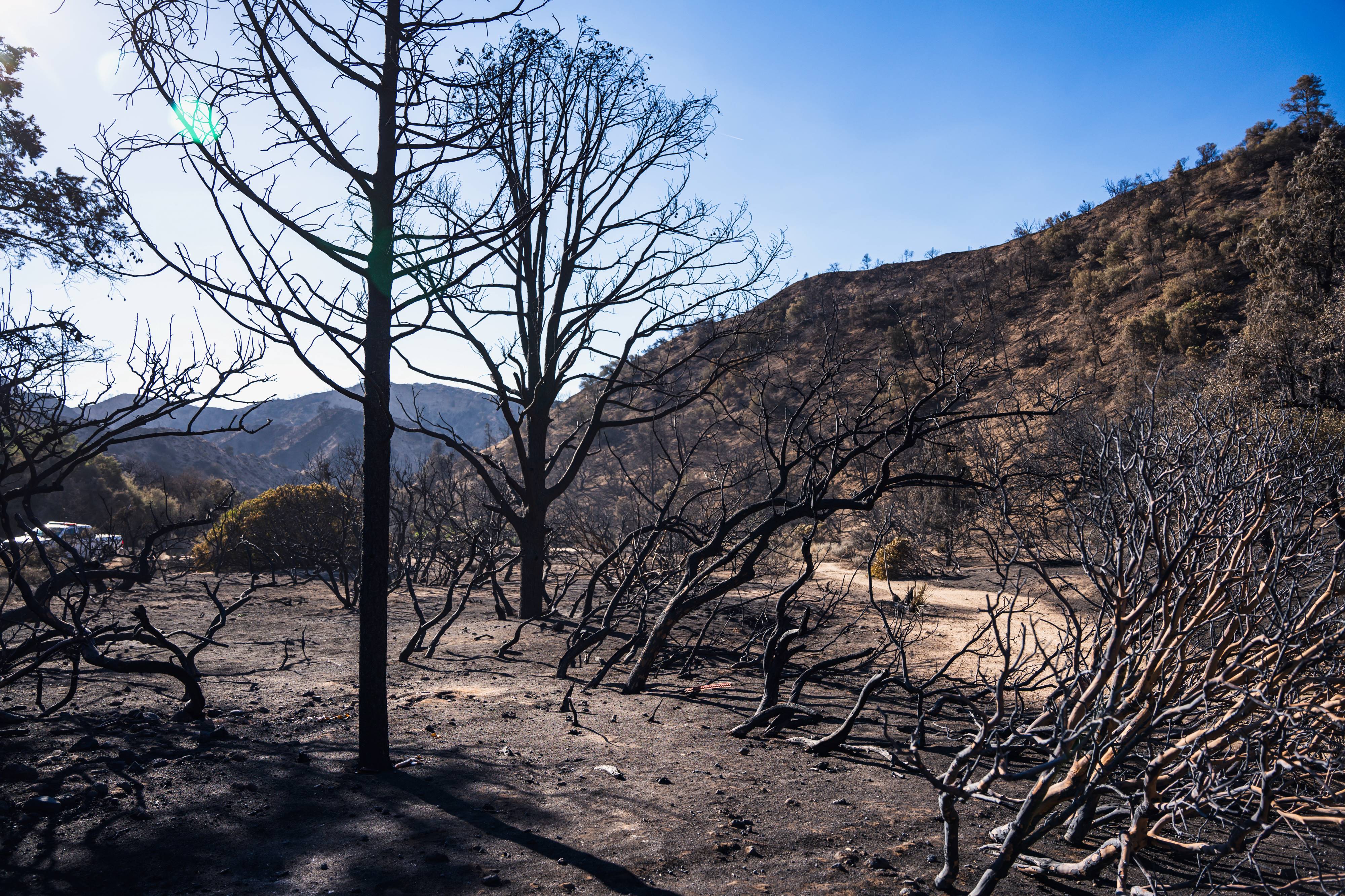 Trees and shrubs burned in the Post Fire.
