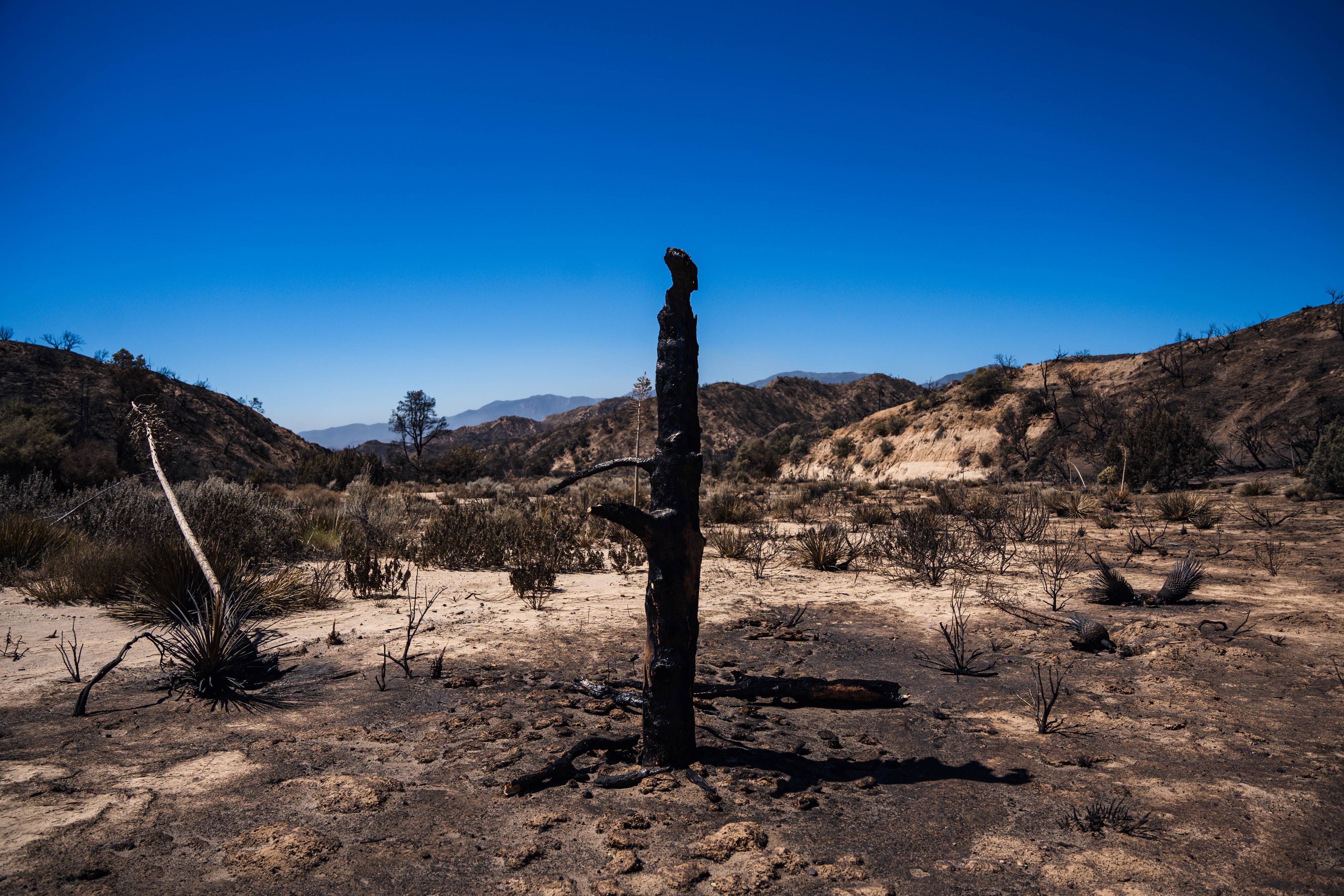 A tree burned down to the trunk in the middle of a sandy wash.