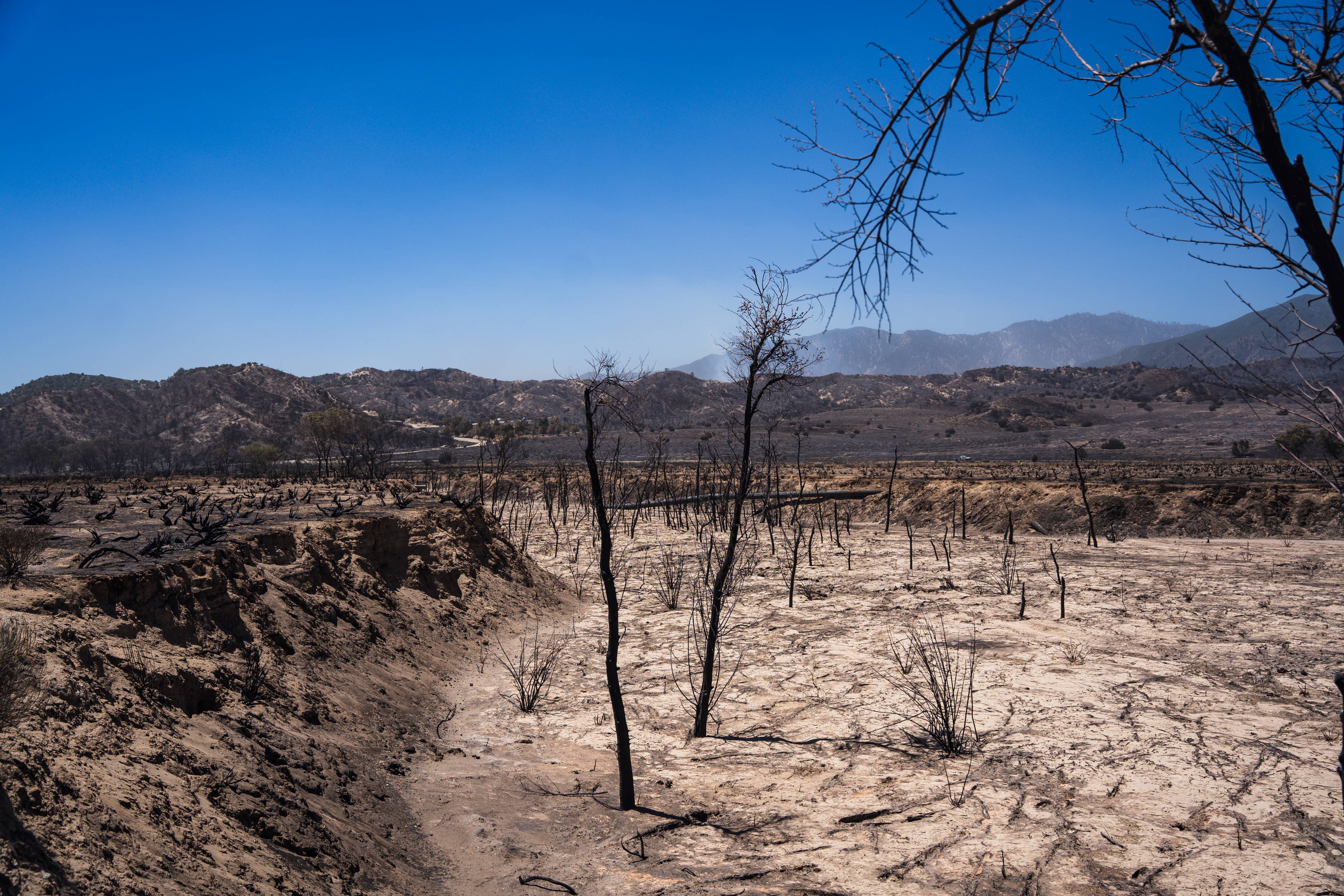 Freeman Wash with burned shrubs and vegetation.