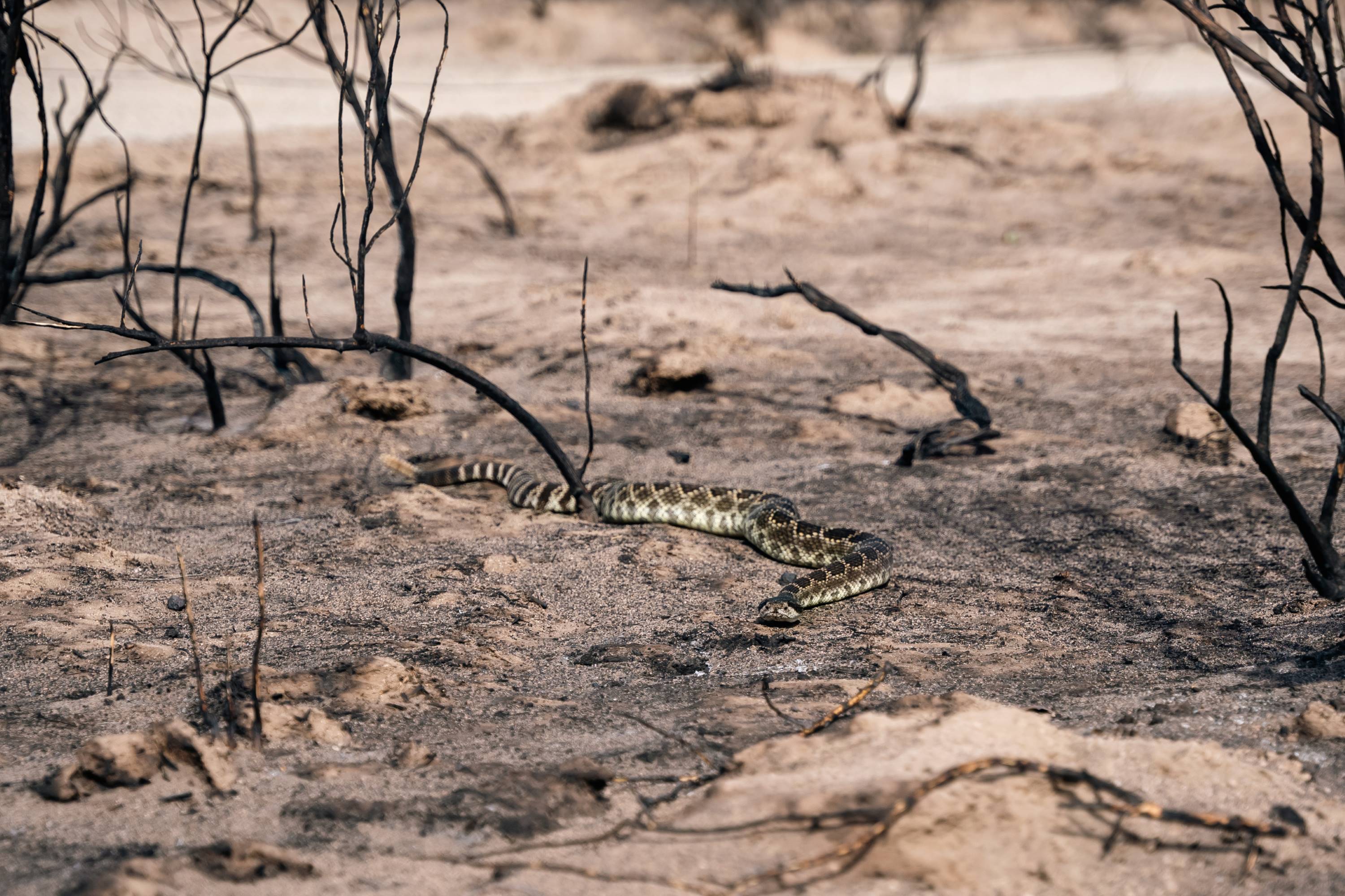 A rattlesnake moving through the burned vegetation after the Post Fire.