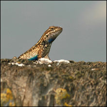 Fence Lizard Photo